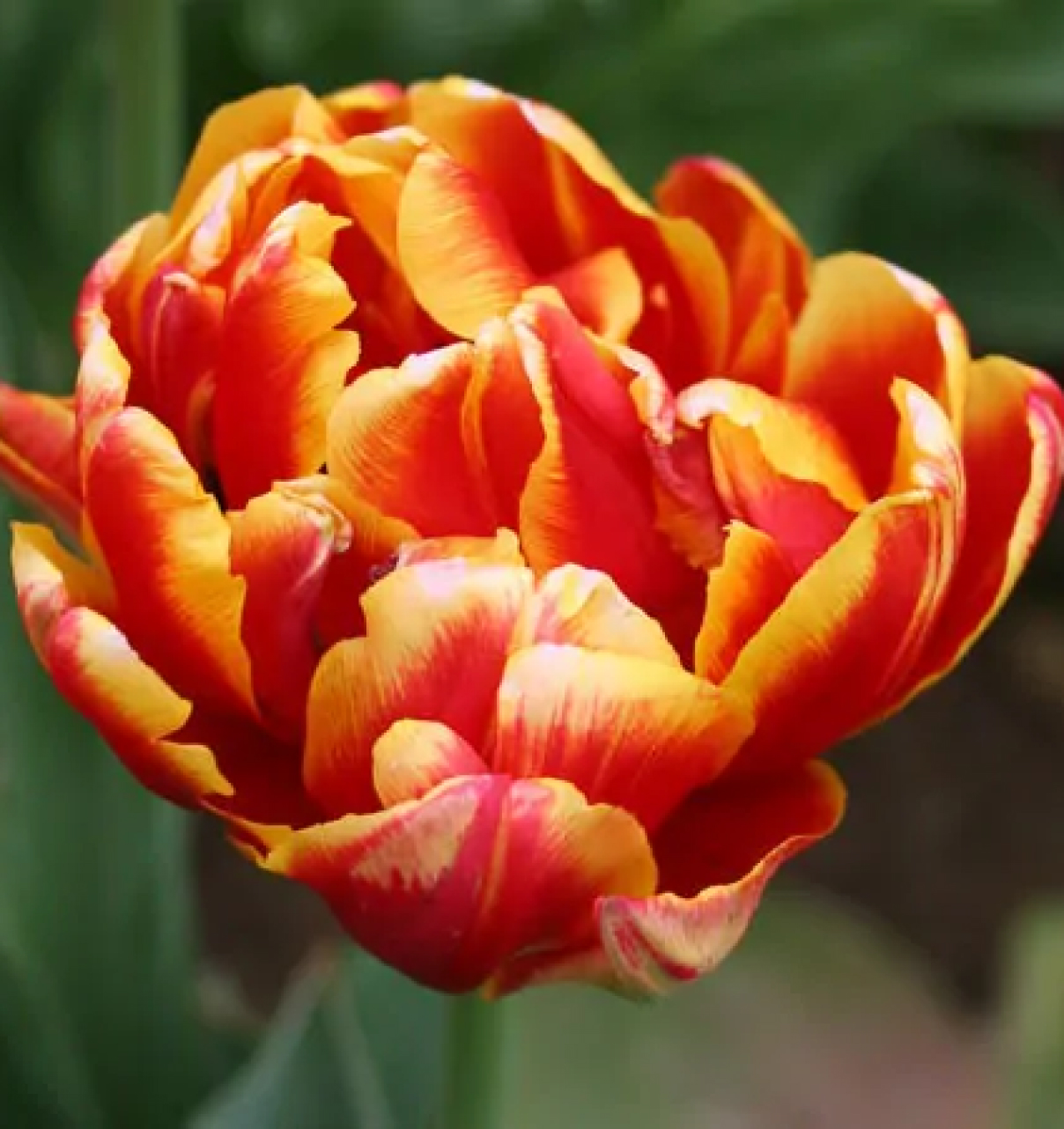 Cilesta