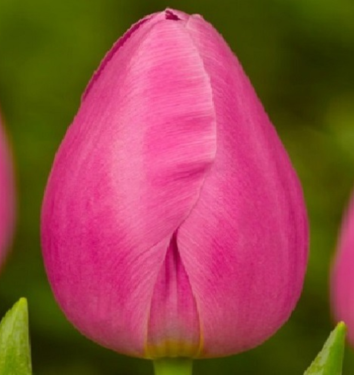 Pink power 