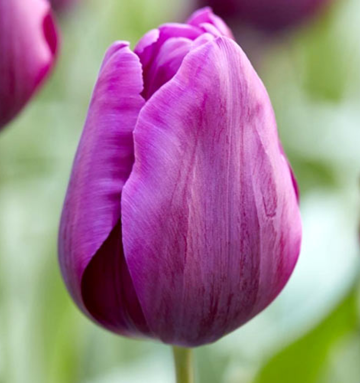 Purple prince